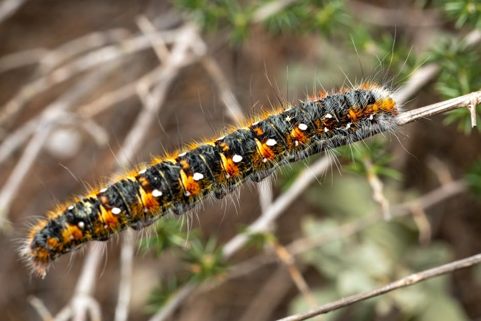 caterpillar to butterfly kit instructions